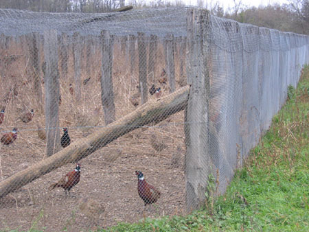 Pheasant farm